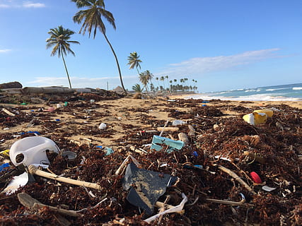 Plastikabfälle und Algen angespült an einem tropischen Strand mit Palmen – ein Symbol für Küsten-Plastikverschmutzung.